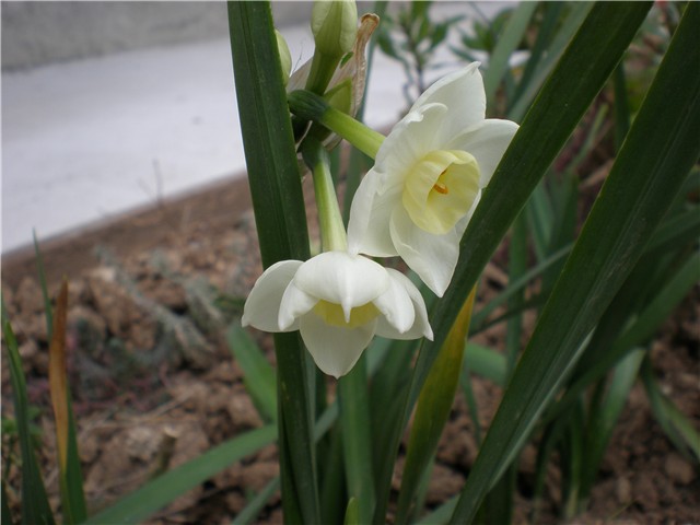 cviće